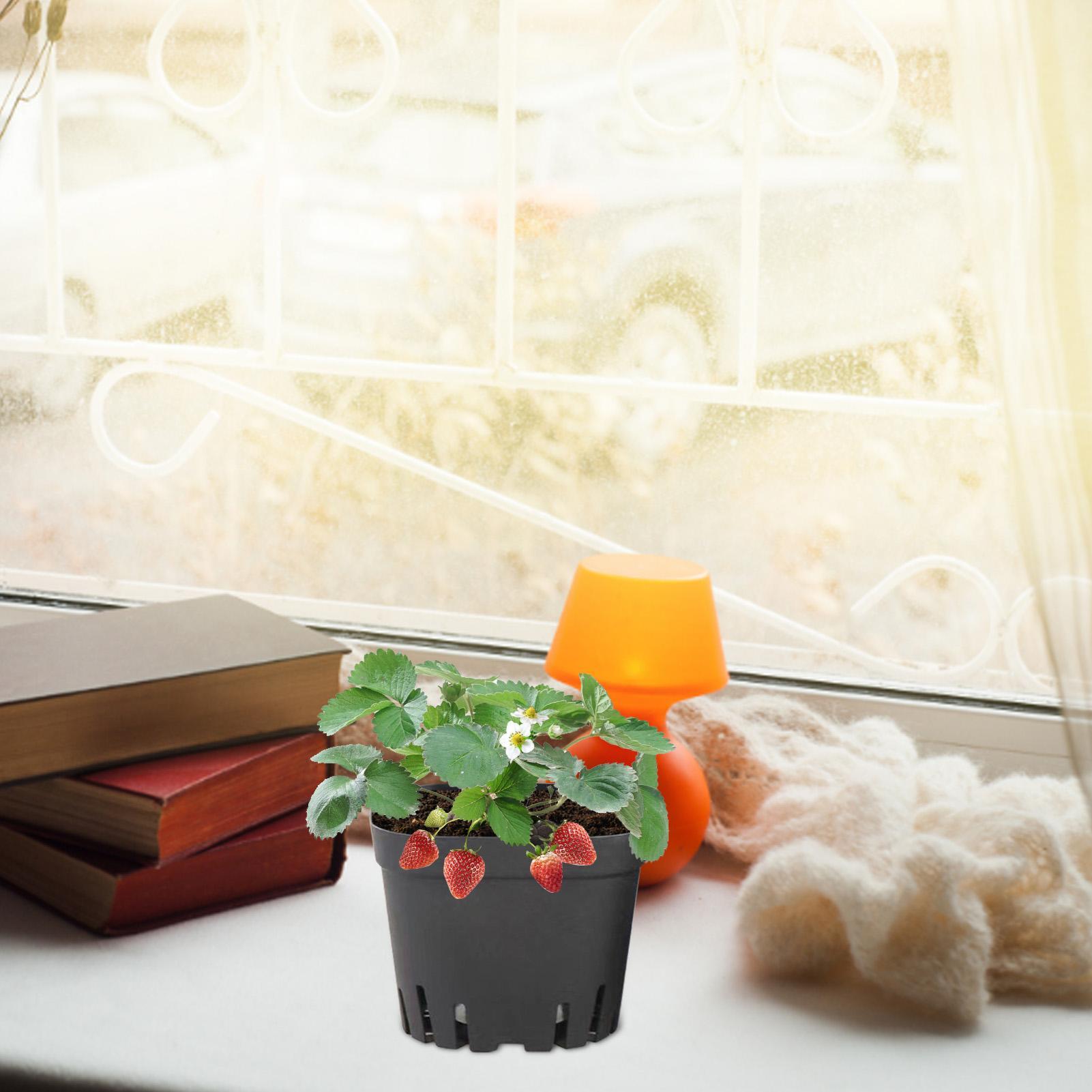 5.5cm/7cm/10cm 재사용 가능한 검정색 사각  - Food Storage Plants 리뷰 및 가격