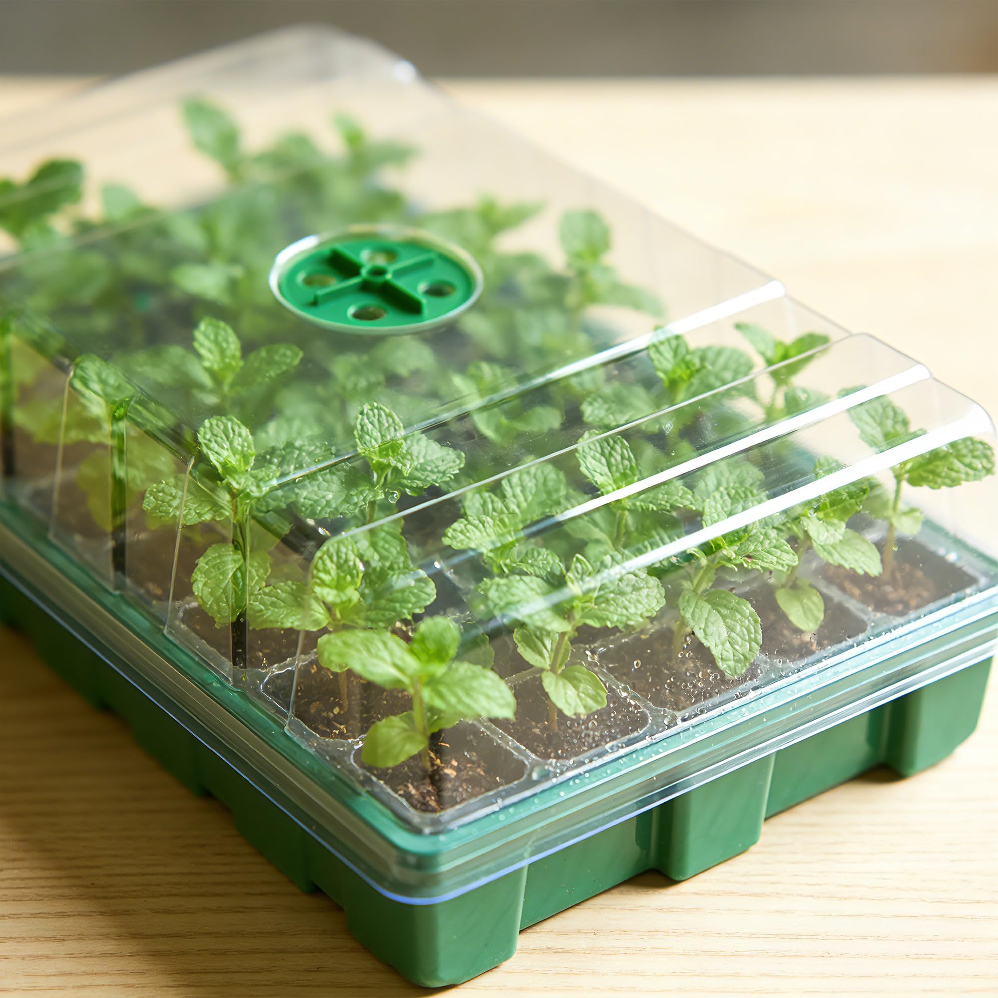 투명 커버 온실 및 3개의 씨앗 트레이 포함, 40홀  - Food Storage Plants 리뷰 및 가격